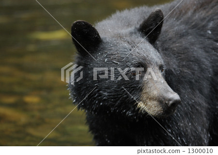 bear, one head (of cattle, for example) 1300010