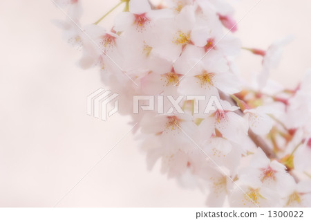 櫻花10 櫻花10 1300022