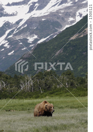 grizzly, grizzly bear, bear 1300121