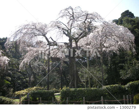 Nagozuma mezare cherry tree 1300279