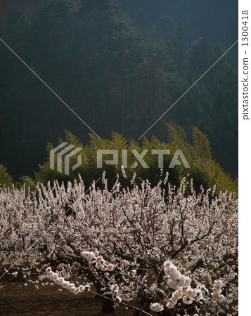 杏花的分支綻放半背光 1300418