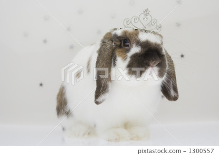 holland lop, tiara, rabbit 1300557