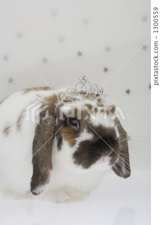tiara, holland lop, rabbit 1300559