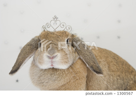小皇冠 荷蘭垂耳兔 兔子 1300567