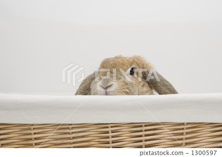 holland lop, rabbit, animal 1300597