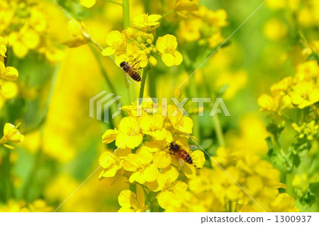 強姦鮮花和蜜蜂 強姦鮮花和蜜蜂 1300937