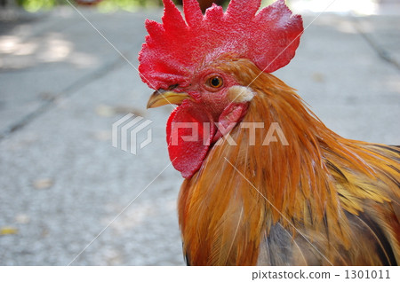 雞 1301011