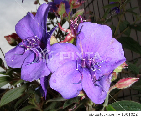 多雨的紫色紺野牡丹 1301022