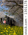 Cherry blossom and rape flower contest 1301178