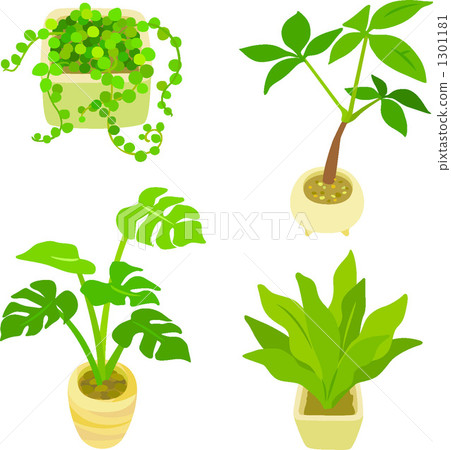 Plant 1301181
