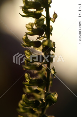 Perilla seeds 1301201