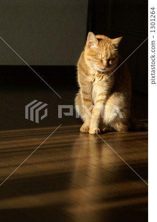 Cat sunbathe 1301264