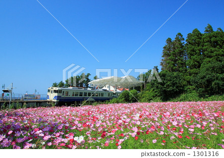 Cosmos field and Wespa Tsubakiyama station 1301316
