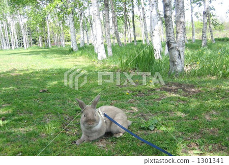 In the shade of white birch In the shade of white birch 1301341
