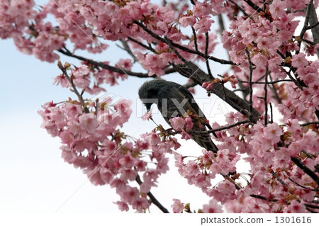 親愛的好！ 1301616