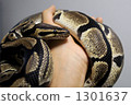 Ball Python _ Handling 1301637