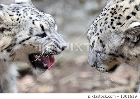 Snow leopard brother Genka Snow leopard brother Genka 1301639