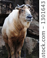 Golden Takin 1301643