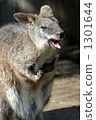 Laughing wallabie 1301644