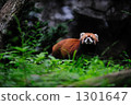 Lesser panda 1301647
