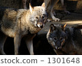 Europe wolf 1301648