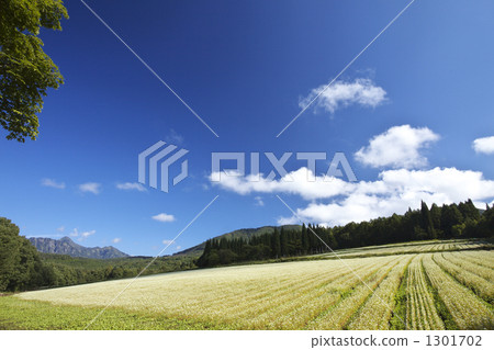 Buckwheat field of Nagano Togakushi 1301702