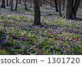Cluster of katakuri 1301720