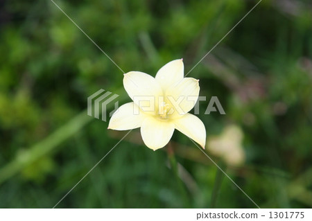 鬱金香 鬱金香 1301775