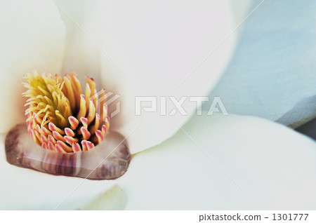 magnolia, bloom, blossom 1301777