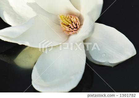 玉蘭 花瓣 白玉蘭 1301782