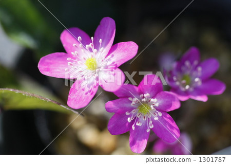 hepatica, bloom, blossom 1301787