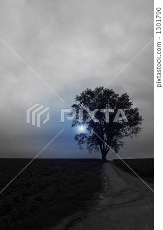 straight road, large tree, vegetable field 1301790