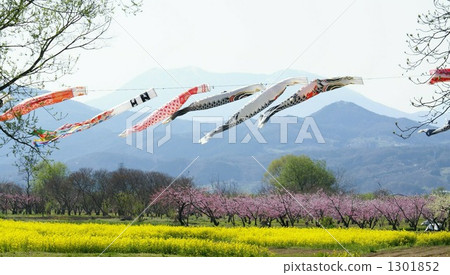 Shinshu Obuse Obusebashi of Obuse Bridge and Rape Flower Spring Shinshu Obuse Obusebashi of Obuse Bridge and Rape Flower Spring 1301852