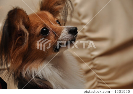Profile of Papillon 1301930