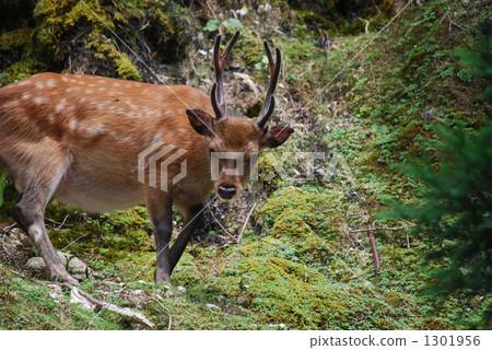 Yakusha的男性 Yakusha的男性 1301956