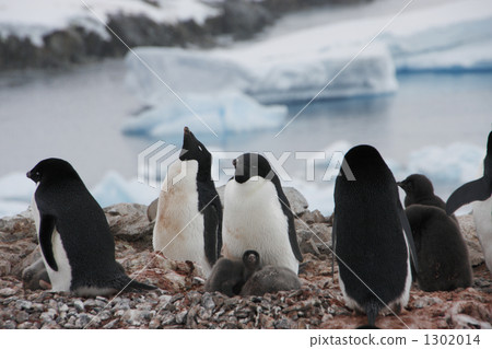 父母 雛鳥 小雞 1302014