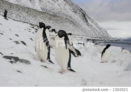 企鵝 南極半島 嵌套 1302021