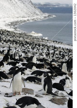 adelie penguin, penguin, penguins 1302042