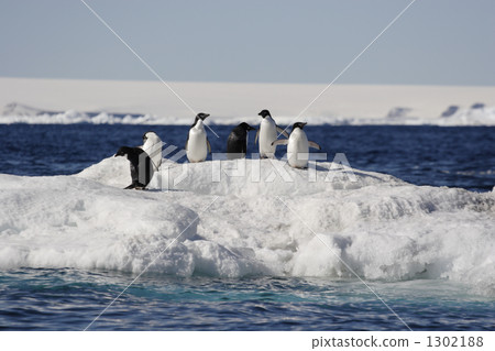 adelie penguin, penguin, penguins 1302188