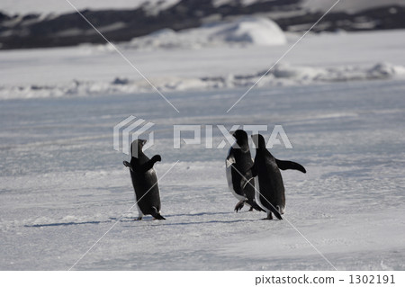 企鵝 南極半島 步行 1302191