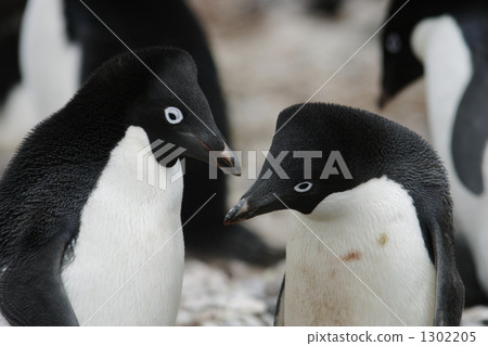 adelie penguin, penguin, penguins 1302205