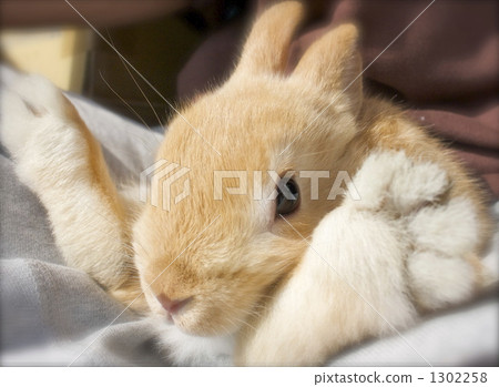 Rabbit foot sole Rabbit foot sole 1302258