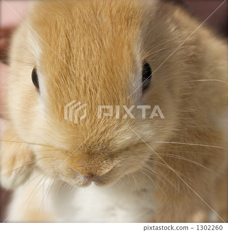 Rabbit front up 1302260