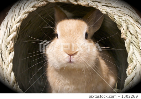 Rabbit Up House Rabbit Up House 1302269