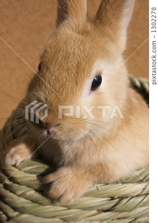 Netherlands Dwarf 1302278