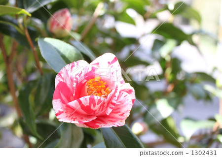 在我們的花園裡 1302431