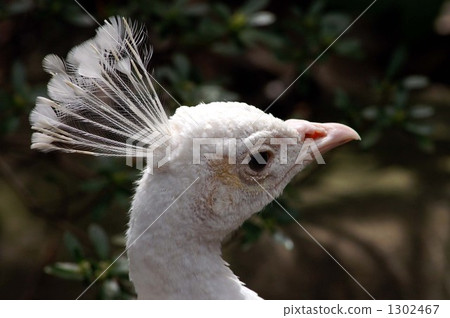 白孔雀 孔雀 顱骨 1302467