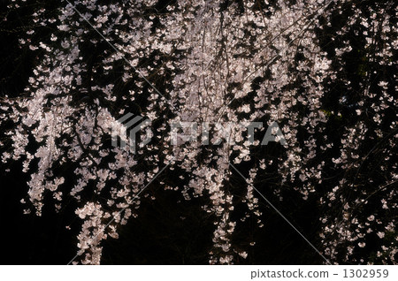 盾Rezakura 11 1302959