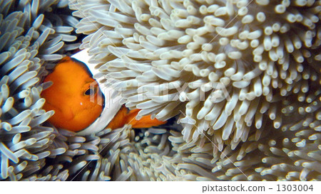 Clown anemonefish Clown anemonefish 1303004