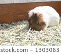 A guinea pig of hinaboshiko 1303063